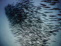   Barracuda Silhouette  